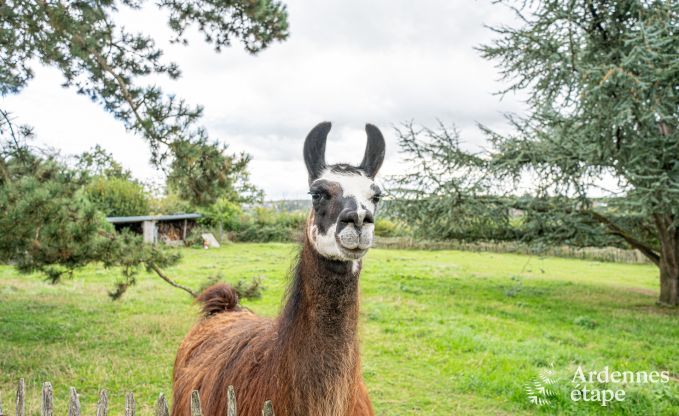Vakantiehuis in Thuin voor 8 personen in de Ardennen