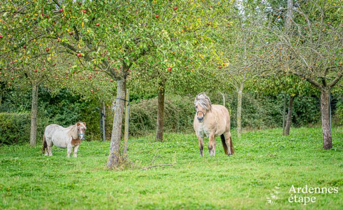 Vakantiehuis in Thuin voor 8 personen in de Ardennen