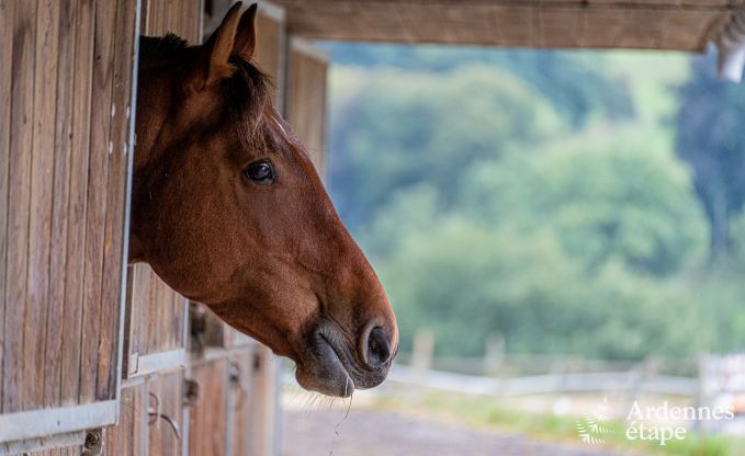 Vakantiehuis in Trois-Ponts voor 2/4 personen in de Ardennen