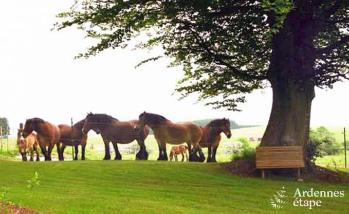 Vakantiehuis in Vaux sur s�re voor 9 personen in de Ardennen