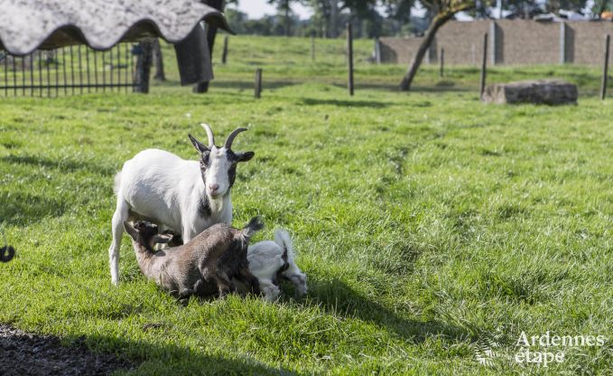 Vakantiehuis in Voeren voor 6/8 personen in de Ardennen