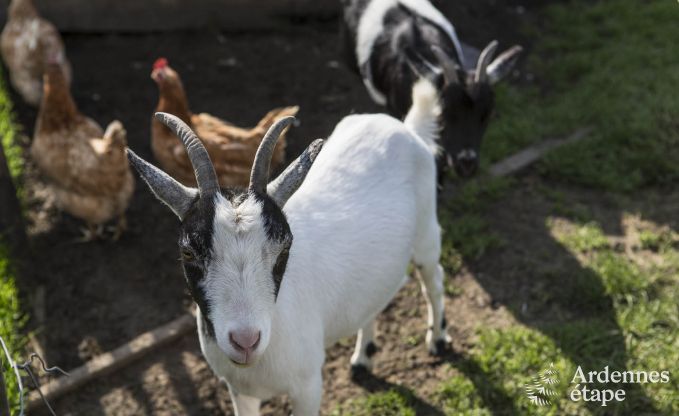 Vakantiehuis in Voeren voor 6/8 personen in de Ardennen