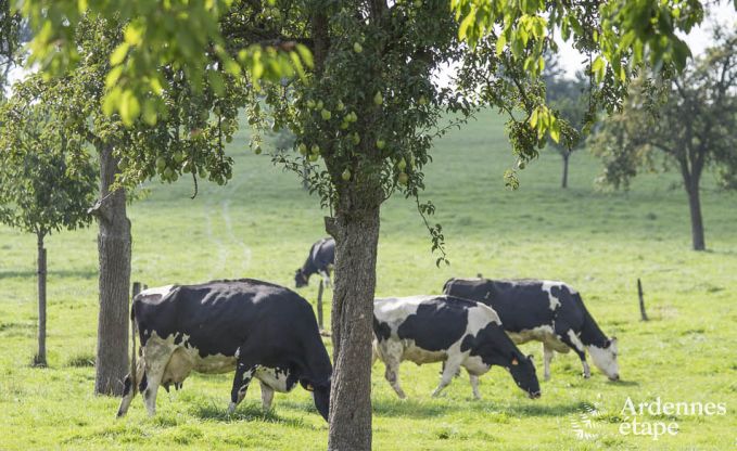 Vakantiehuis in Voeren voor 12 personen in de Ardennen