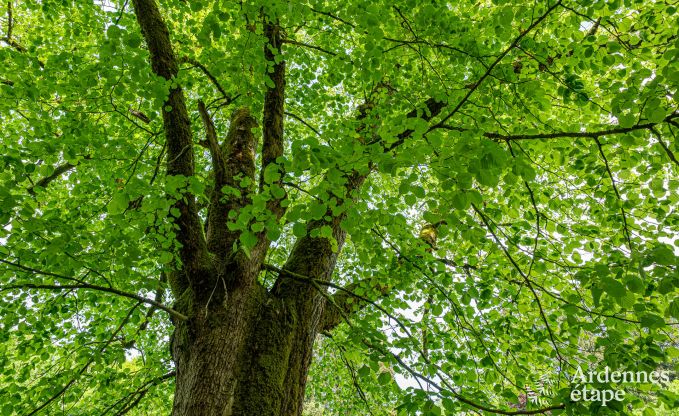 Luxe vakantiehuis voor grote groepen in Vresse-sur-Semois, Ardennen