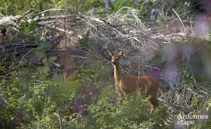 Vakantiehuis in Waimes voor 14 personen in de Ardennen