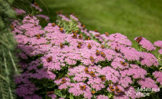 Luxe villa in Waimes voor 14 personen in de Ardennen