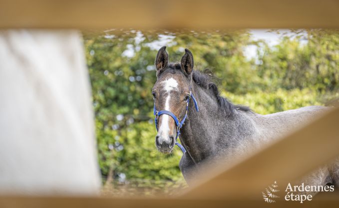 Vakantiehuis in Walcourt, Ardennen, 6 personen, 3 slaapkamers, buitenzwembad, gemeenschappelijke tuin, moderne voorzieningen