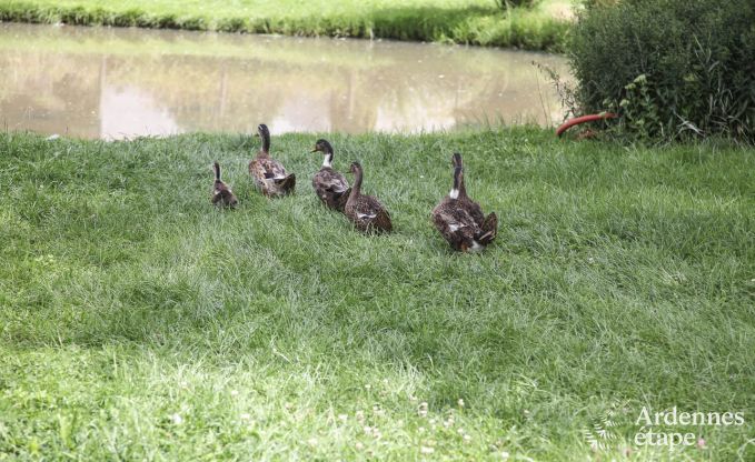 Vakantiehuis in Wiltz (LUX) voor 6 personen in de Ardennen